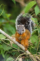 Variegated Squirrel {Sciurus variegatoides} with grey head and tail and orange body, Central Valley, Costa Rica