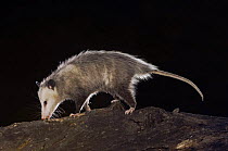Virginia Opossum {Didelphis virginiana} adult at night on log, Hill Country, Texas, USA
