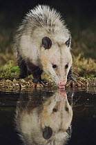 Virginia Opossum {Didelphis virginiana} adult at night drinking, Hill Country, Texas, USA