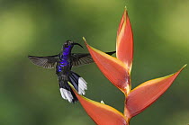 Violet Sabrewing {Campylopterus hemileucurus} male feeding on Heliconia flower, Central Valley, Costa Rica