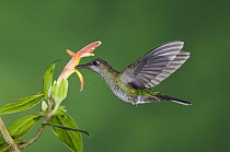 Violet Sabrewing {Campylopterus hemileucurus} female feeding on "Snakeface" flower, Central Valley, Costa Rica