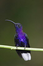 Violet Sabrewing {Campylopterus hemileucurus} male, Central Valley, Costa Rica