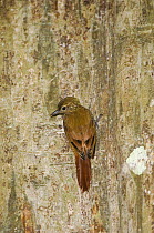 Wedge-billed Woodcreeper {Glyphorynchus spirurus} on tree trunk, Carara Biological Reserve, Costa Rica,