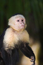 White-faced Capuchin {Cebus capucinus} Manuel Antonio National Park, Costa Rica