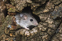 White-footed / Deer Mouse {Peromyscus leucopus} Hill Country, Texas, USA