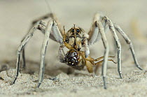 Wolf Spider {Lycosidae} feeding on cricket, Rio Grande Valley, Texas, USA