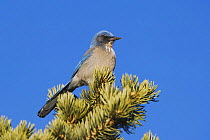 Western Scrub-Jay {Aphelocoma californica} perched on pine tree, Colorado, USA