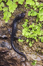 Western Slimy Salamander {Plethodon albagula} Hill Country, Texas, USA
