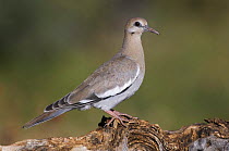 White-winged Dove {Zenaida asiatica} juvenile, Tuscon, Arizona, USA