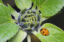 Seven spot ladybird {Coccinella septempunctata} on sunflower plant {Helianthus sp} UK (This image may be licensed either as rights managed or royalty free.)