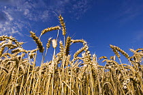 Ripe winter wheat {Triticum aestivum} against the sky, Scotland, UK