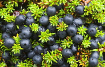 Crowberry fruits {Empetrum nigrum} Norway