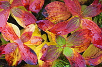 Dwarf cornel {Cornus suecica} leaves in autumn, Norway