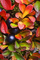 Mountain / Black bearberry {Arctous alpinus} leaves and fruit, Norway