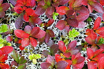Mountain / Black bearberry {Arctous alpinus} Lichen and Crowberry leaves in autumn, Norway