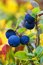 Bog / Northern bilberry {Vaccinium uliginosum} berries amongst Dwarf willow {Salix herbacea} Norway