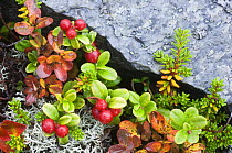 Cowberry plant with berries {Vaccinium vitis-idaea} Norway