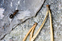 Wood ant {Formica rufa} on stone beside pine needles, Norway