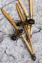 Wood ants {Formica rufa} on stone beside pine needles, Norway (This image may be licensed either as rights managed or royalty free.)