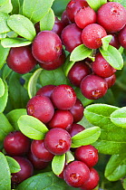 Cowberry berries {Vaccinium vitis-idaea} Norway