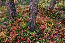 Understorey of mixed Norwegian forest in autumn, Trondheim, Norway, 2006