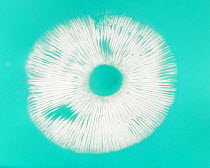 Spore print from a {Russula sp} fungus, Scotland, UK