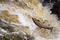 Atlantic salmon {Salmo salar} leaping up waterfall on migration and falling back into the water, Perthshire, Scotland, UK 2006