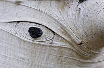 Eye-shaped knot on American aspen trunk {Populus tremula} USA