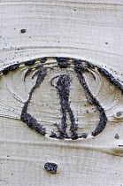 Knot on American aspen trunk {Populus tremula} USA