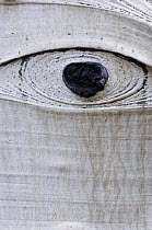 Eye-shaped knot on American aspen trunk {Populus tremula} USA