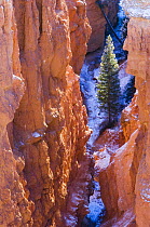 Pine tree growing beside the river at the bottom of the canyon, Bryce Canyon National Park, Utah, USA 2006