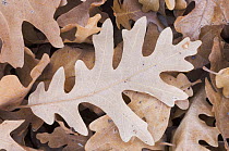 Fallen Gambel oak leaf {Quercus gambelii} in leaf litter, Utah, USA