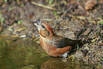 Red crossbill (Loxia curvirostra) male drinking, Wiltshire, UK