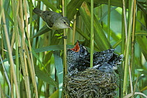 Reed warbler (Acrocephalus scirpaceus) with large fledgling Cuckoo (Cuculus canorus) in it's nest, Essex, UK
