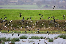 Mixed flock of Lapwing (Vanellus vanellus) and Dunlin (Calidris alpina) in flight over marsh with Teal (Anas crecca) and Wigeon (Anas penelope), Gloucestershire, UK
