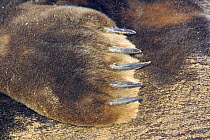 Grey Seal (Halichoerus grypus) close up of front flipper and claws of male, Donna Knook, Lincolnshire, UK