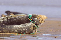 Grey Seal (Halichoerus grypus) with fishing net caught around it's neck, Donna Knook, Lincolnshire, UK