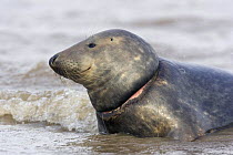 Grey Seal (Halichoerus grypus) injured by fishing net caught around the neck, Donna Knook, Lincolnshire, UK