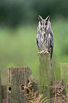 Long-eared Owl (Asio Otus) captive, UK, from the Northern Hemisphere