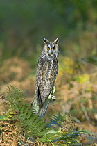 Long-eared Owl (Asio Otus) (C) sitting on post Native to the Northern Hemisphere