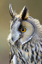 Long-eared Owl (Asio Otus) captive, UK, from the Northern Hemisphere