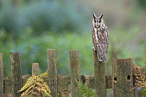 Long-eared Owl (Asio Otus) (C) Native to the Northern Hemisphere