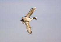 Northern Pintail (Anas acuta) male in flight, Gloucestershire, UK