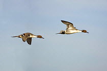 Northern Pintail (Anas acuta) males in flight, Gloucestershire, UK, (Digital composite)