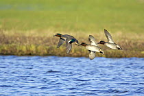 Common teal (Anas crecca) males in flight over water, Gloucestershire, UK