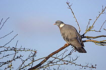 Wood Pigeon (Columba palumbus) perched in Hawthorn bush, Gloucestershire, UK
