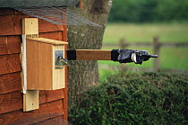Remote control camera filming Blue tit chicks in nestbox for BBC 'Bird in the Nest', UK, 1995