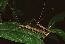 Walking stick insects {Phasmidae} mating on leaves. Rainforest around the River Napo, Ecuador