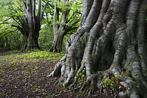 Roots of an ancient Beech tree (Fagus sylvatica), Lineover Wood, Gloucestershire, England