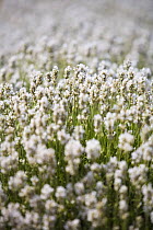 White Lavender in flower (Lavandula angustifolia Alba), The Cotswolds, England